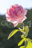 Pink rose in sunshine