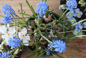 Spring Flowers, Crocus And Grape Hyacinth