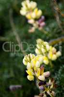 Gelbe Stauchlupine (Lupinus arboreus)