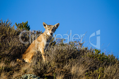 Kojote (Canis latrans)