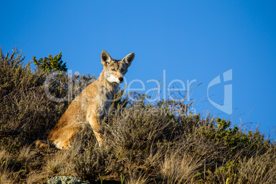 Kojote (Canis latrans)