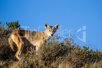 Kojote (Canis latrans)