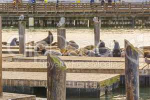 sea lions on Pier 39