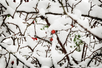 Hawthorn berries on the bushes covered with snow.