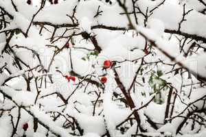Hawthorn berries on the bushes covered with snow.