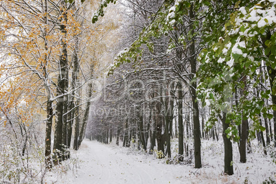 Winter landscape: the trees, the first snow.
