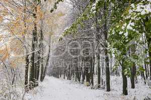 Winter landscape: the trees, the first snow.