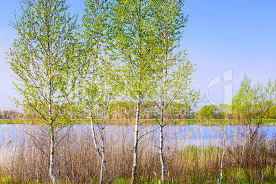 Large beautiful lake, with banks overgrown with forest.