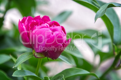 Blossoming peony among green leaves