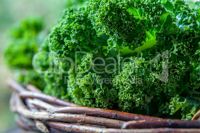 Kale in rustic basket on daylight  close Up