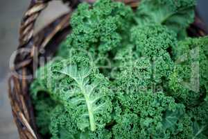 Kale in rustic basket on daylight  close Up