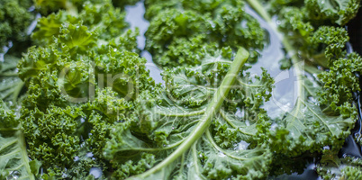 Kale  leaves in the water and window light Close UP