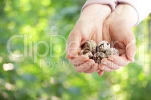 Hands holding quail eggs on a nature background