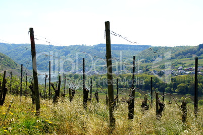 Weinberg bei Briedel..