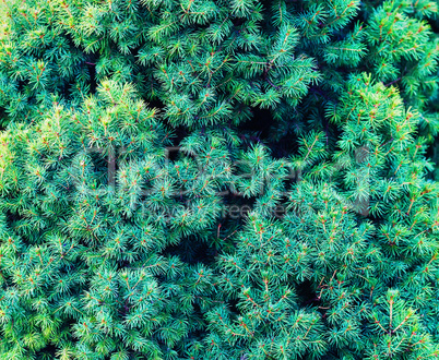 Fir tree background