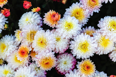 White chrysanthemum flowers