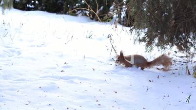 Little squirrel running on snow in winter forest