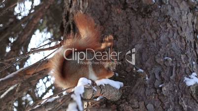Red squirrel on pine branch eating nuts in winter