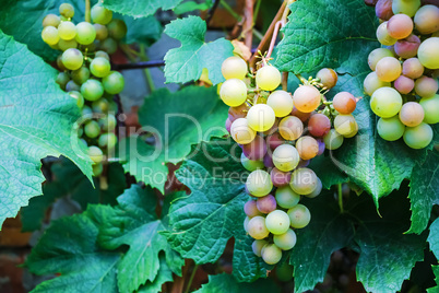 Bunches of wine grapes