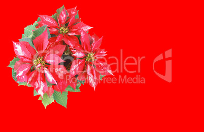 Poinsettia Christmas Star red