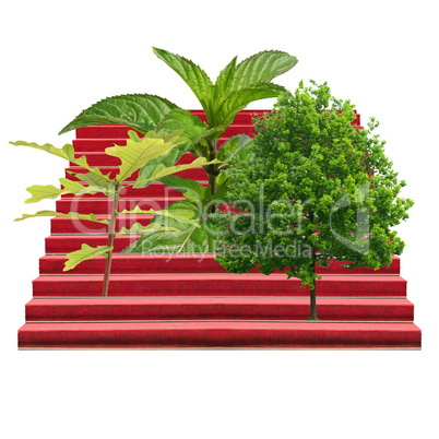 Plants on a stairway isolated over white