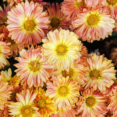 Beautiful gerbera flowers