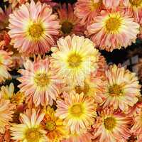 Beautiful gerbera flowers