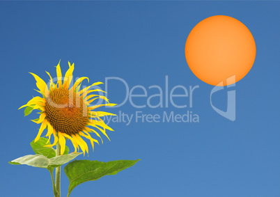 Sunflower and the sun with copy space