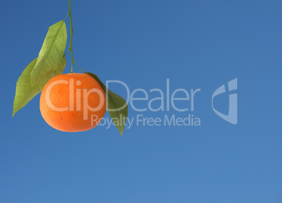 Mandarin over blue sky with copy space