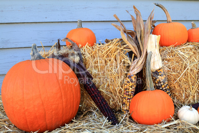 Thanksgiving Fall Harvest Pumpkin Maize over hay