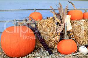 Thanksgiving Fall Harvest Pumpkin Maize over hay