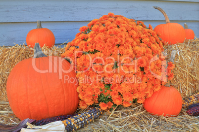 Thanksgiving Fall Harvest Pumpkin Maize Flower hay