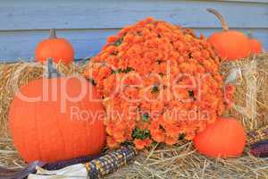 Thanksgiving Fall Harvest Pumpkin Maize Flower hay