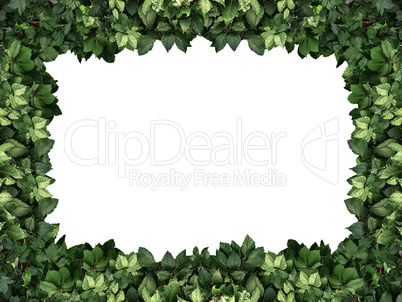 frame of the climbing plant isolated on white background