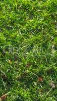 Meadow grass