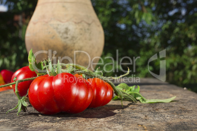 Tomatoes and old clay jug