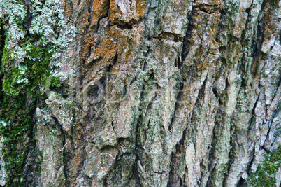 bark, tree, texture