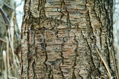 bark, tree, texture