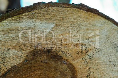 bark, tree, texture
