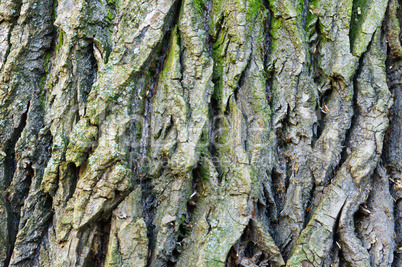 bark, tree, texture