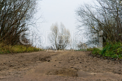 bush, tree, nature