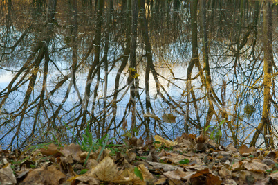 reflection, tree, water, lake