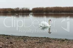 overcast, swans, lake, river, birds, waterfowl