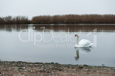 overcast, swans, lake, river, birds, waterfowl