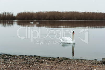 overcast, swans, lake, river, birds, waterfowl