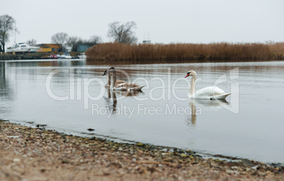 overcast, swans, lake, river, birds, waterfowl