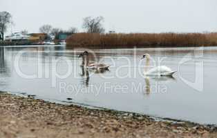overcast, swans, lake, river, birds, waterfowl