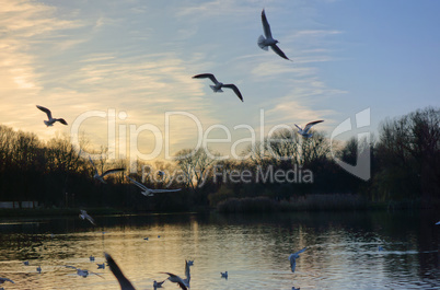 overcast, swans, lake, river, birds, evening