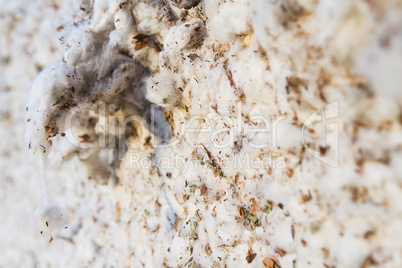 Cotton harvest from field .