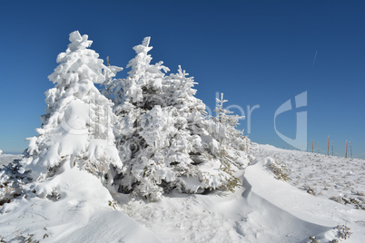 Group of small fir trees covered by snow